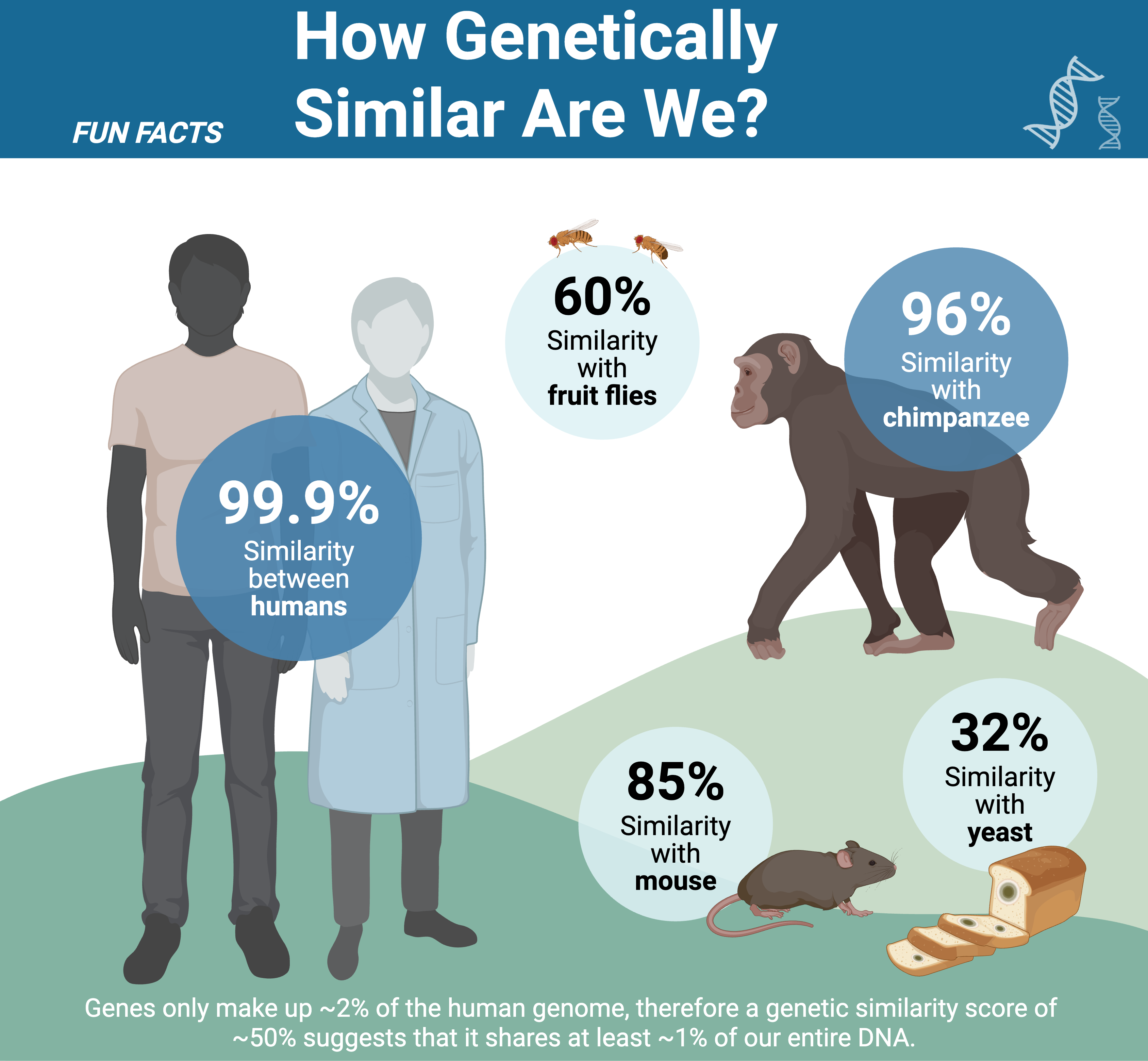 Genetic similarity across species