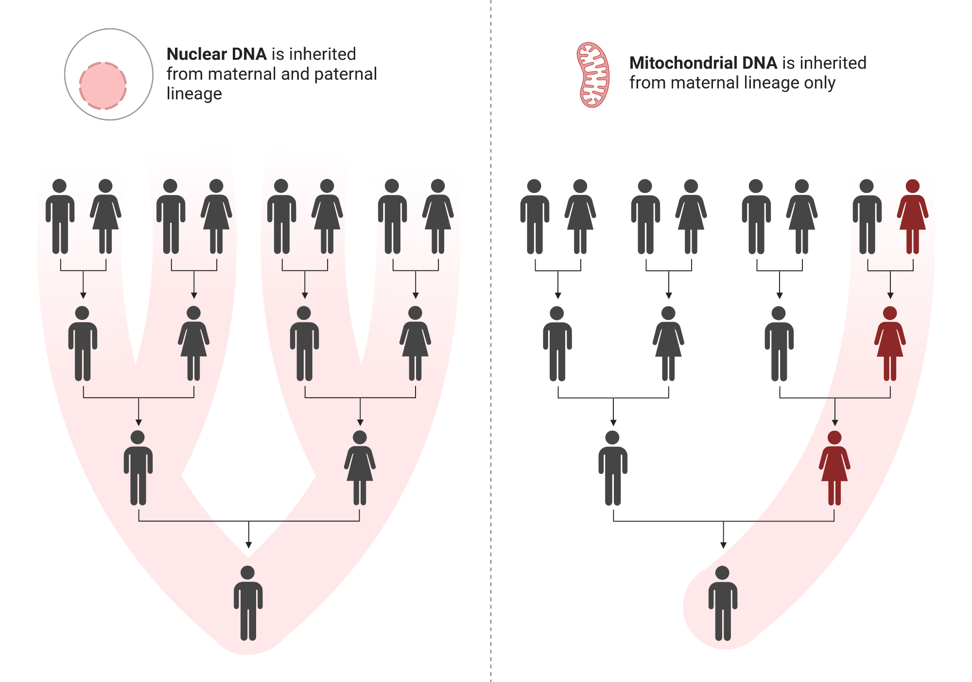 Nuclear and mitochondrial inheritance