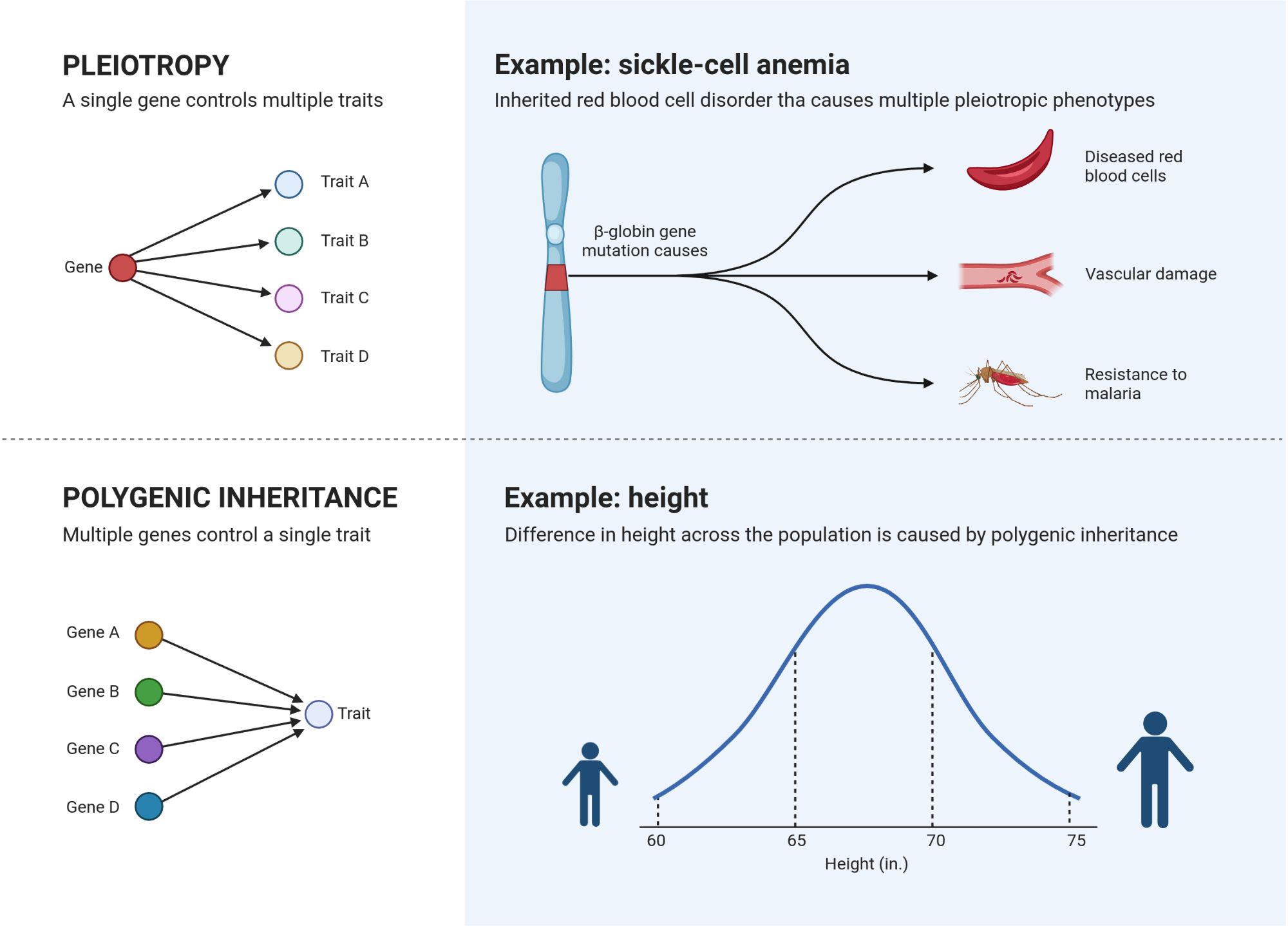 Pleiotropy and polygenic inheritance