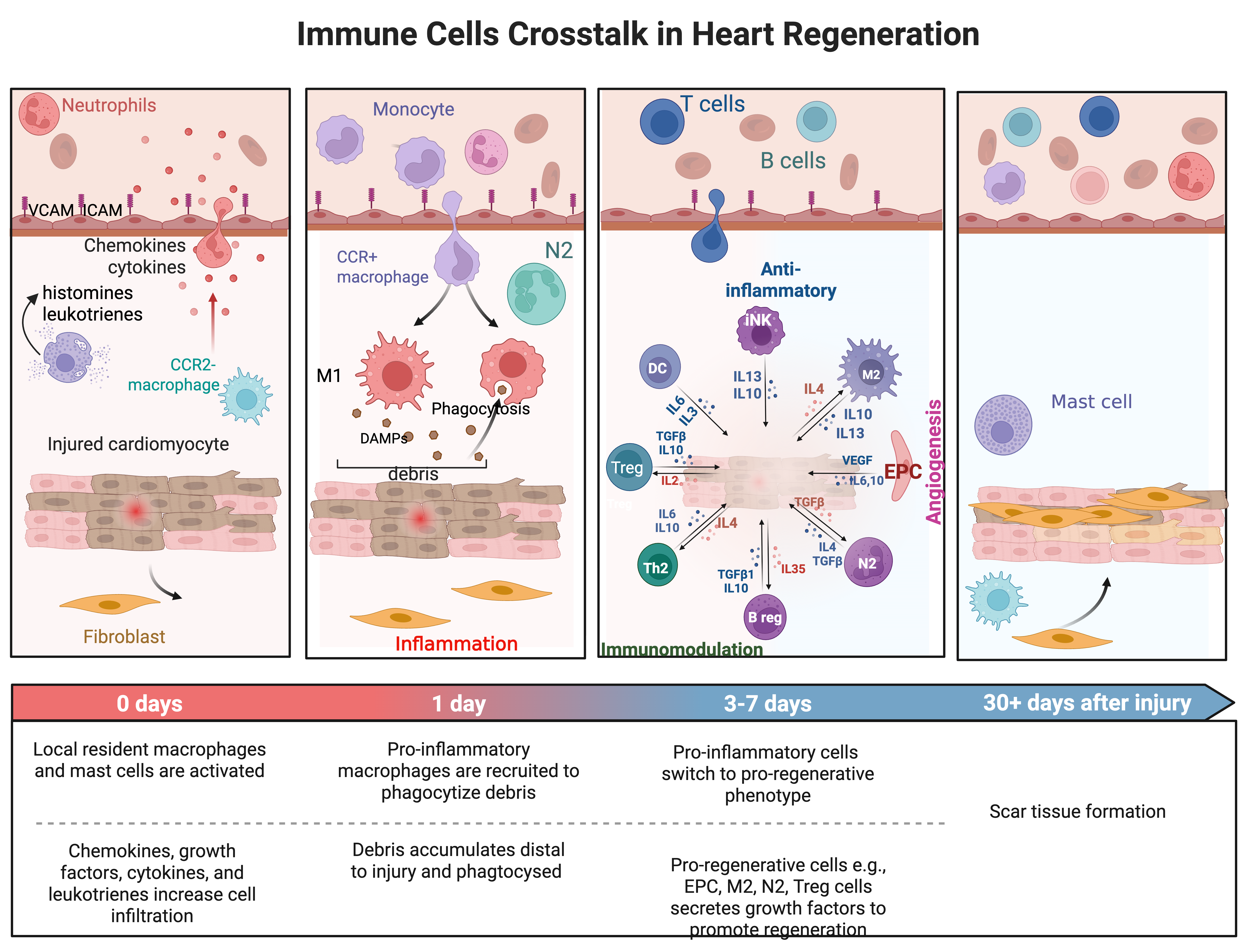 Immune cell crosstalk in heart regeneration