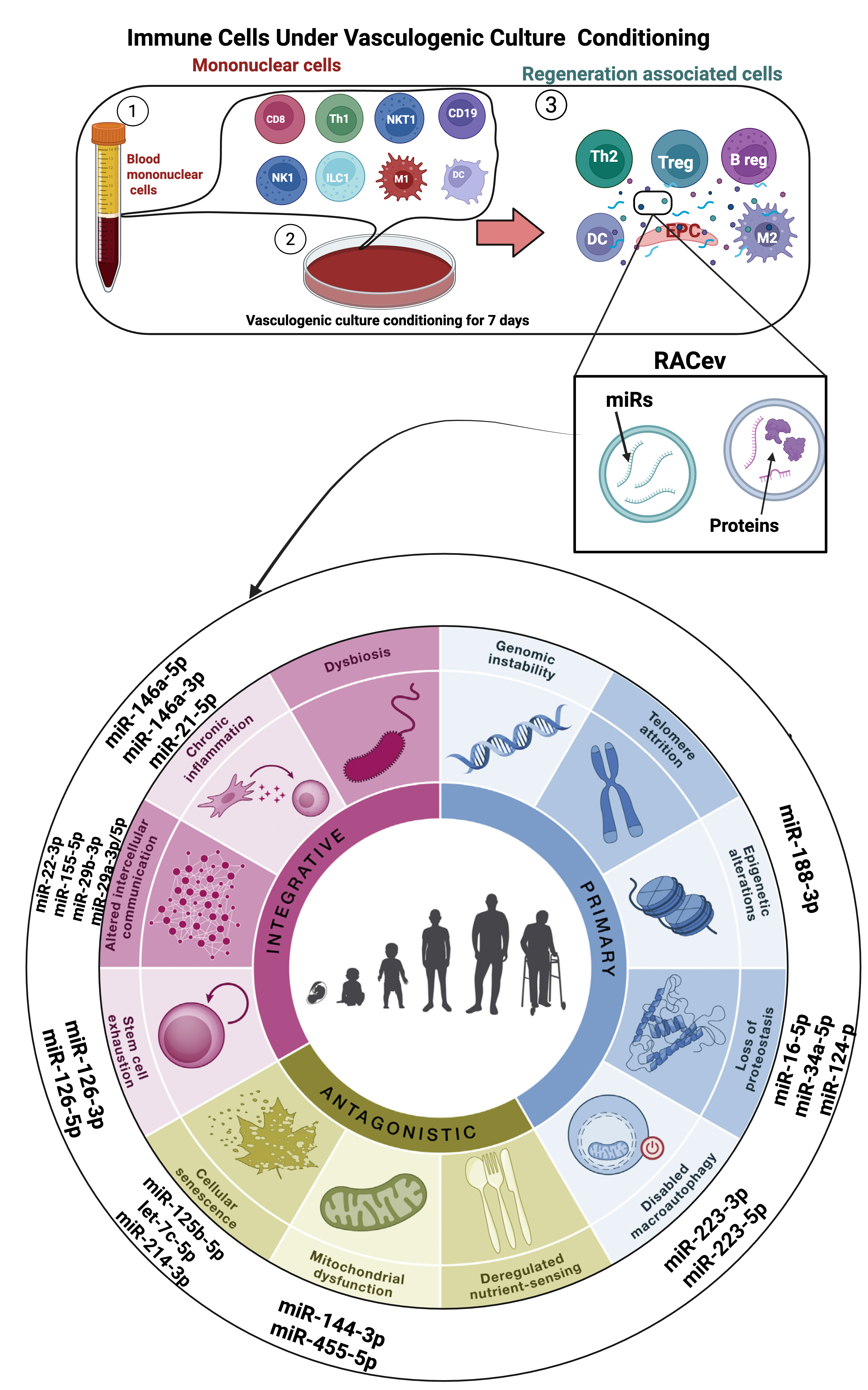 Diagram connecting regeneration-associated-cell extracellular vesicles and microRNAs with interacting hallmarks of biological ageing