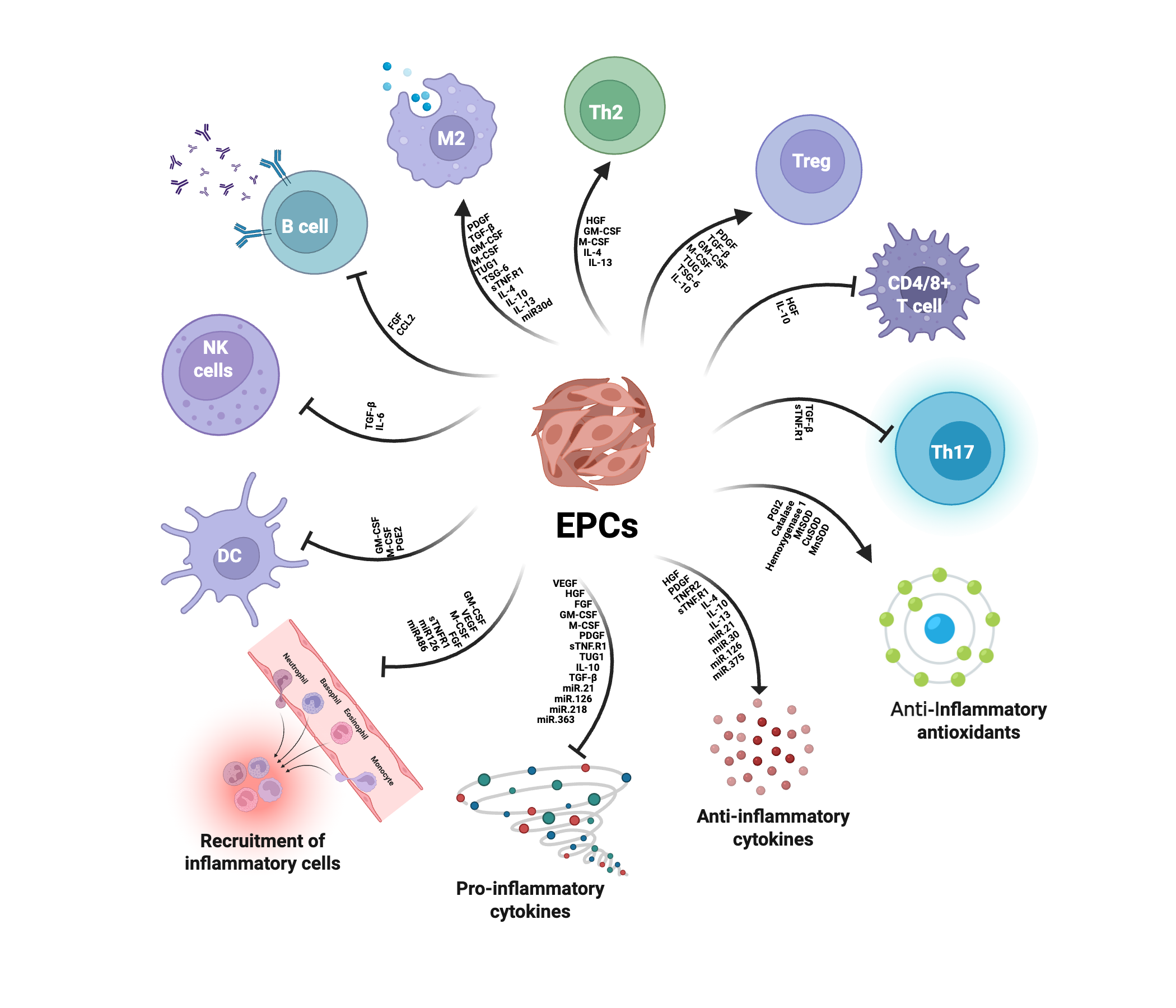 Diagram of endothelial progenitor-associated cells interacting with innate and adaptive immune cells and inflammatory mediators