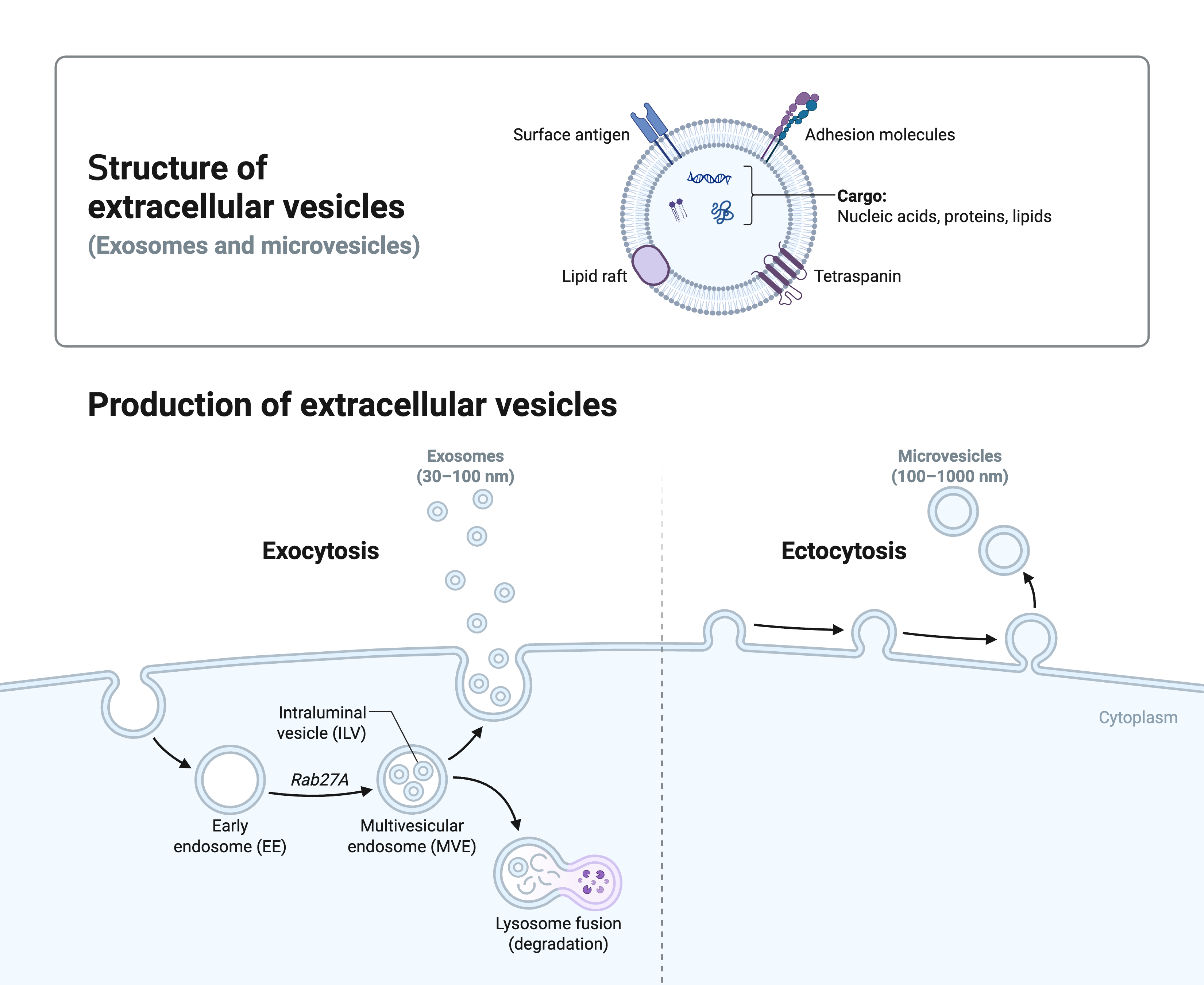 Diagram of extracellular vesicle structure and the endosomal and plasma-membrane pathways of vesicle release