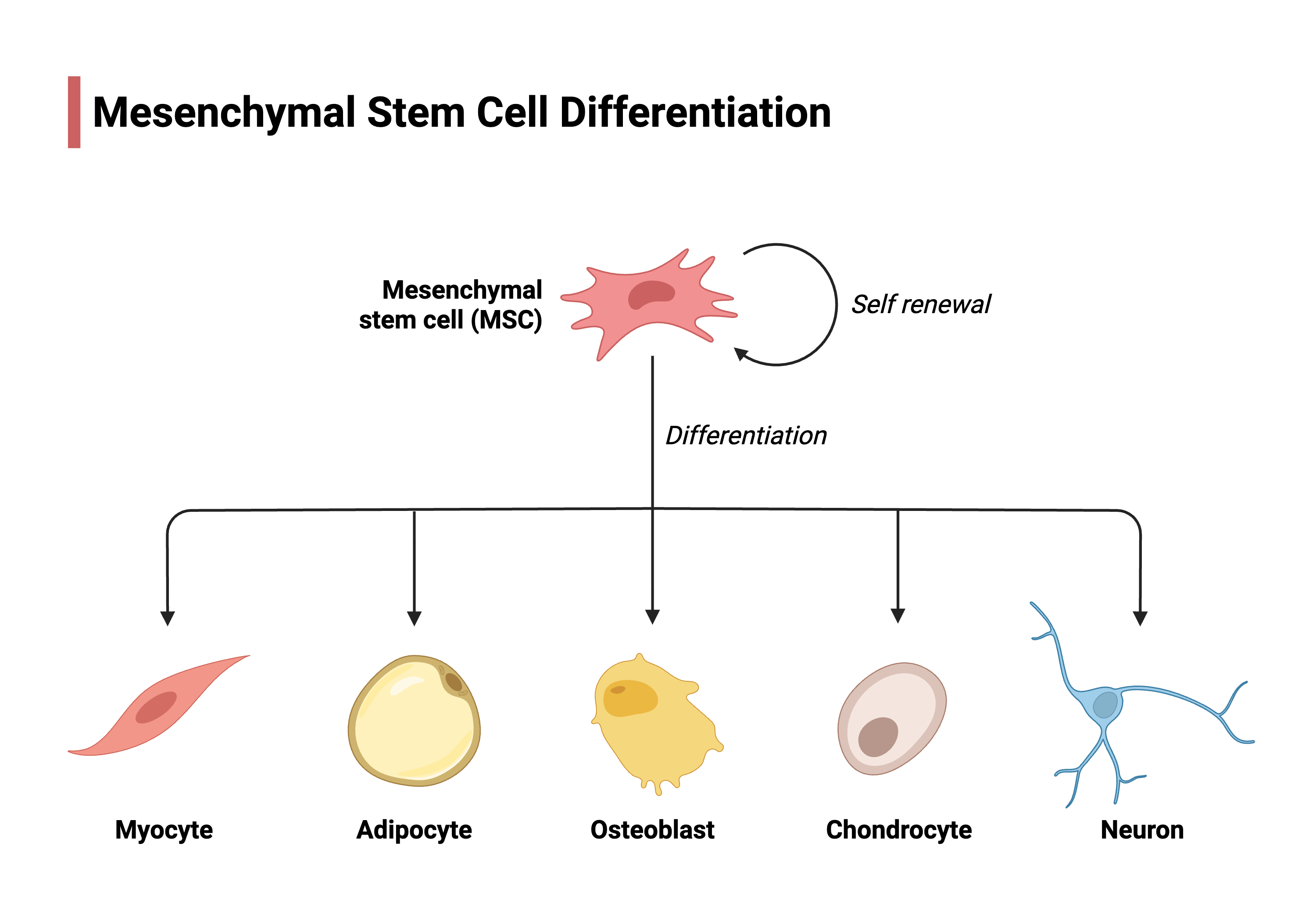 Illustration showing self-renewal and proposed differentiation paths of a mesenchymal stromal cell