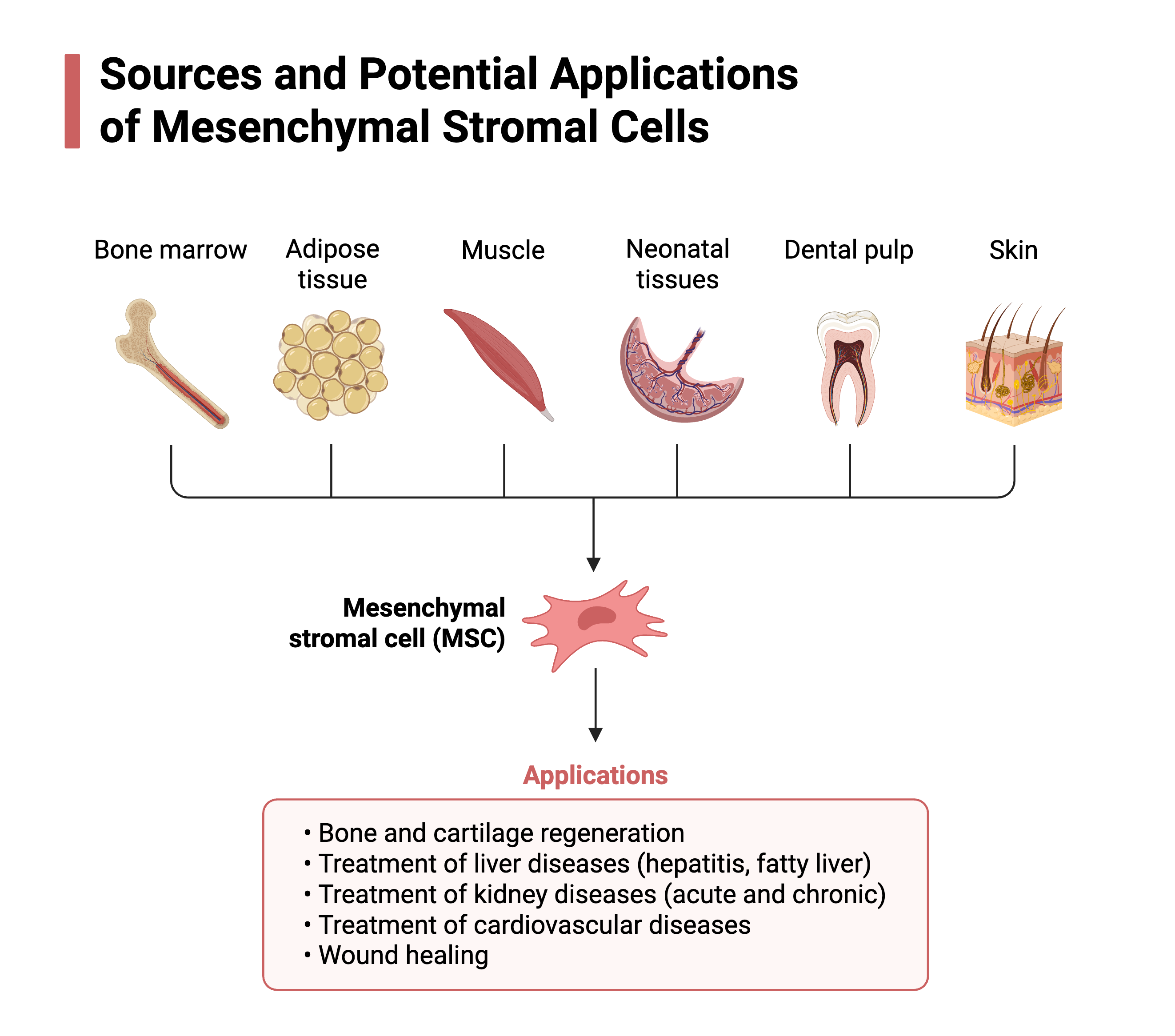 Illustration of potential tissue sources of mesenchymal stromal cells and areas of research application