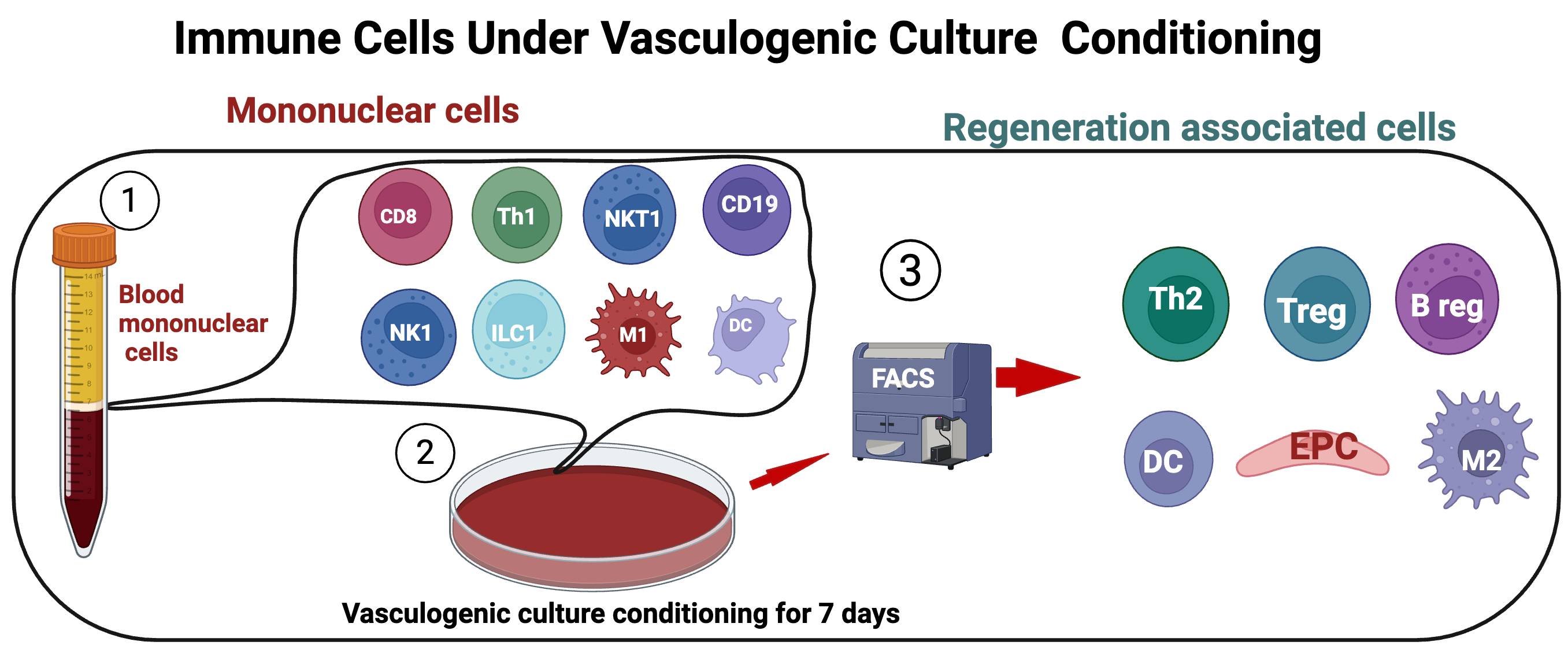 Diagram of blood mononuclear cells undergoing seven days of vasculogenic culture conditioning to produce a mixed regeneration-associated cell population